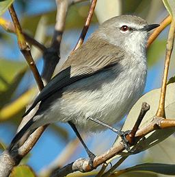 Mangrove gerygone